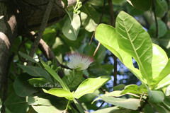 Barringtonia asiatica